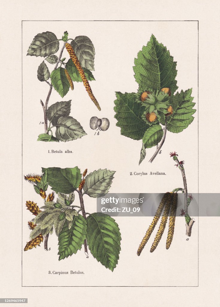 Magnoliids: Birch, Hazel and Hornbeam, chromolithograph, published in 1895