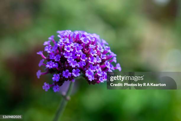 close up verbena bonariensis flower head - verbena bonariensis stock pictures, royalty-free photos & images