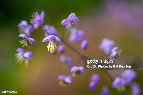 tiny purple flowers of thalictrum delavayi - thalictrum delavayi stock pictures, royalty-free photos & images