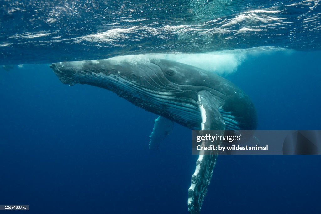 Humpback whale, Pacific Ocean, Tonga.