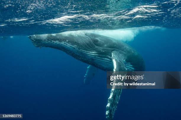 humpback whale, pacific ocean, tonga. - pacific ocean stock pictures, royalty-free photos & images