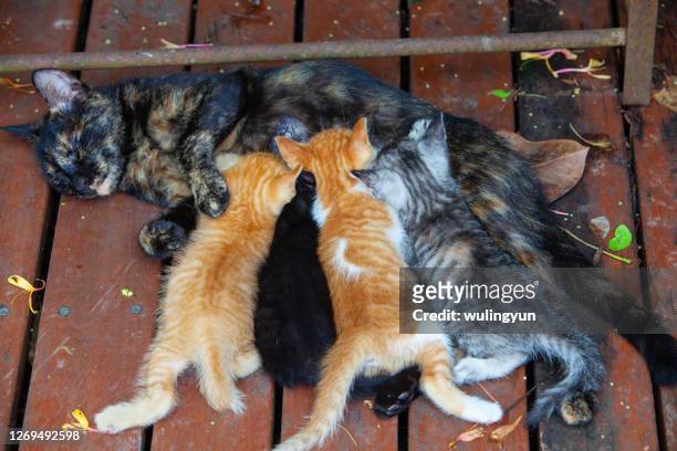 mother black cat feeding four kittens - dia bildbanksfoton och bilder