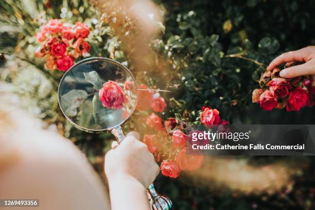 children identifying pink roses on a bush using a magnifying glass - botanist stock pictures, royalty-free photos & images