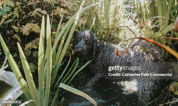 The Devil Cockapoo 1,080 Love And The Devil Stock Photos, High-Res Pictures, and Images ...