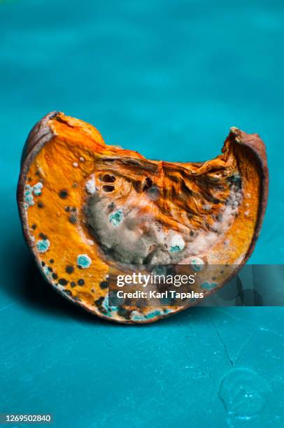 vibrant-colored pumpkin slice with molds and fungi on a turquoise background - rotting stockfoto's en -beelden