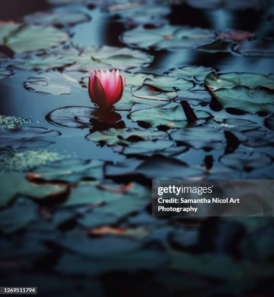 water lily - lily stock pictures, royalty-free photos & images