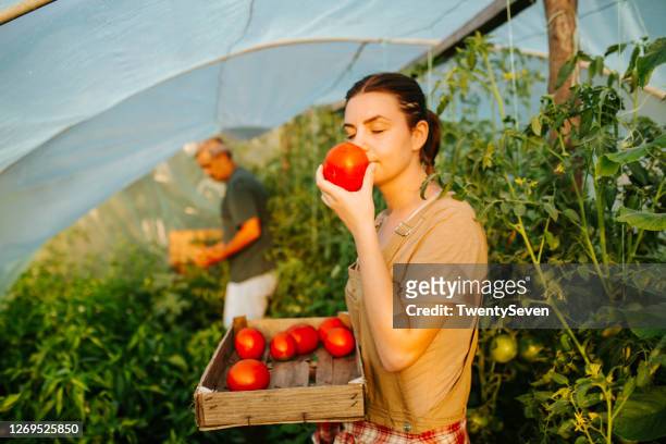 puzza di verdure appena raccolte - campo di pomodori foto e immagini stock