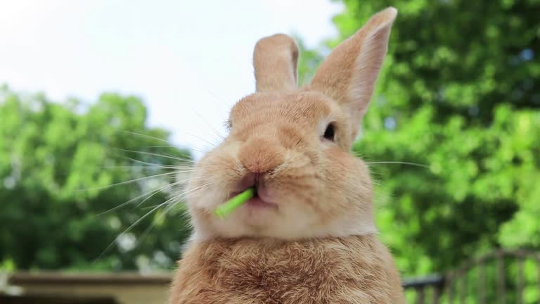 https://media.gettyimages.com/id/1269531460/video/rufus-rabbit-eats-a-green-grape-next-to-orange-pumpkins-cute-mouth.jpg?b=1&s=640x640&k=20&c=GCvQB7FQ070ZK0jwt2pVa7pFW32o9FwVCM_us79Su4Y=