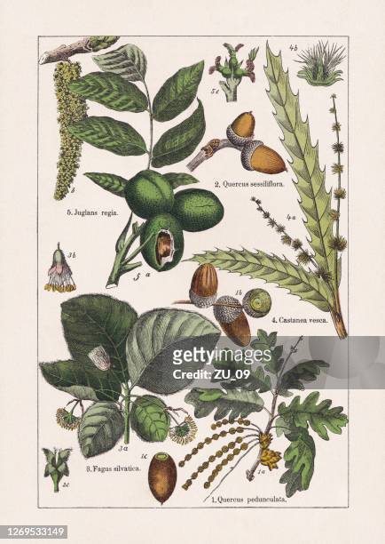 magnoliden, chromolithograph, erschienen 1895 - maroni stock-grafiken, -clipart, -cartoons und -symbole
