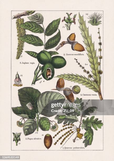 stockillustraties, clipart, cartoons en iconen met magnoliids, chromolithograaf, gepubliceerd in 1895 - eikenblad