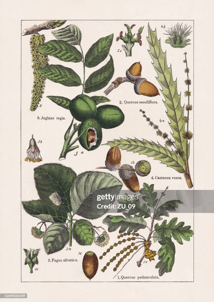 Magnoliids, chromolithograph, published in 1895