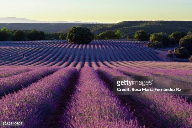 lavender fields in brihuega, guadalajara, spain - provincie guadalajara stockfoto's en -beelden