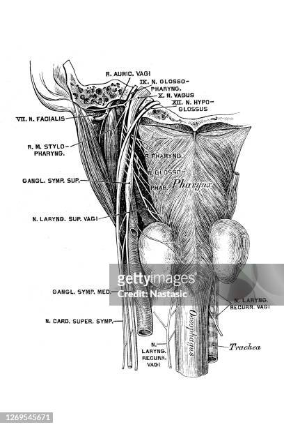 the glossopharyngeal nerve, known as the ninth cranial nerve - glossopharyngeal nerve stock illustrations