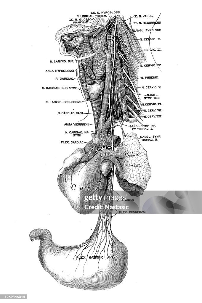 The vagus nerve, historically cited as the pneumogastric nerve, is the tenth cranial nerve