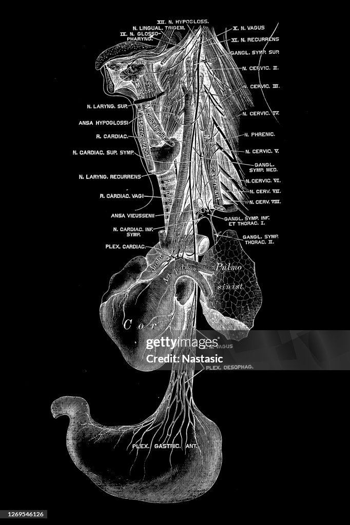 The vagus nerve, historically cited as the pneumogastric nerve, is the tenth cranial nerve