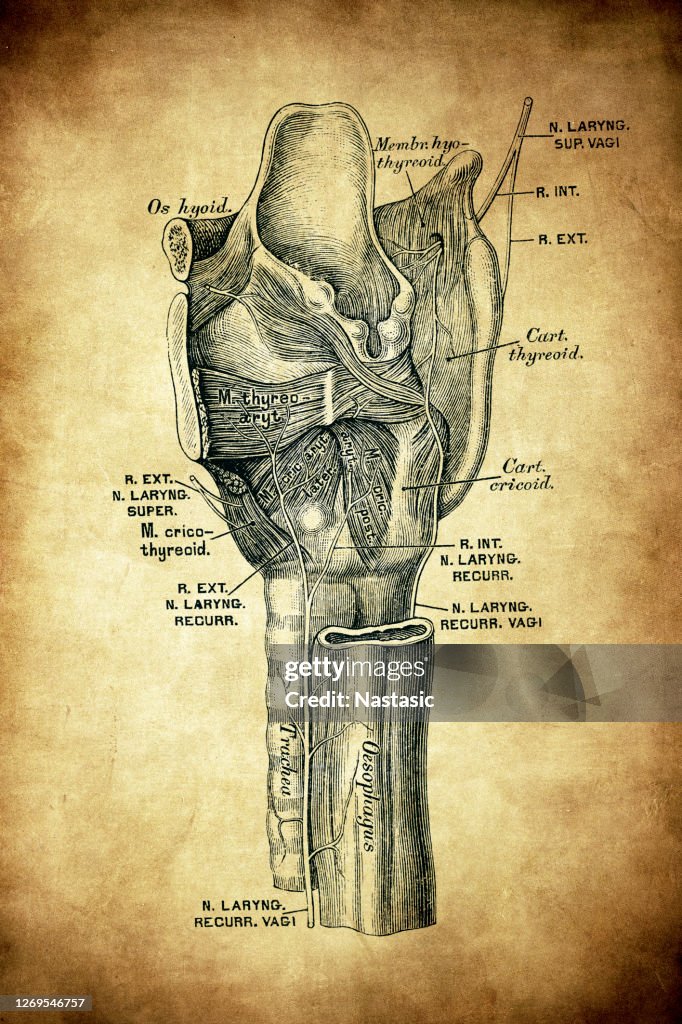 El nervio laríngeo superior es una rama del nervio vago