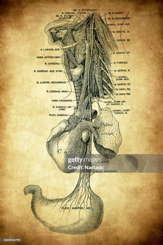 The vagus nerve, historically cited as the pneumogastric nerve, is the tenth cranial nerve