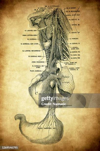 the vagus nerve, historically cited as the pneumogastric nerve, is the tenth cranial nerve - ligament stock illustrations