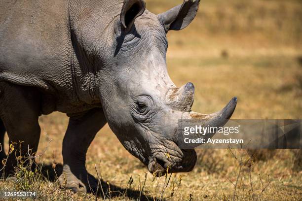 white rhinoceros grazing at wild - 絶滅危惧種 ストックフォトと画像
