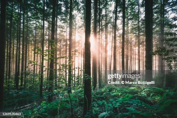 pale light breaking through the fog in a forest - forest green stock-fotos und bilder