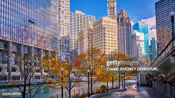 chicago bay. river. public park. fall. trees with yellow leafs. creative view. reflection of city skyline in windows of office buildings - chicago illinois skyline stock pictures, royalty-free photos & images