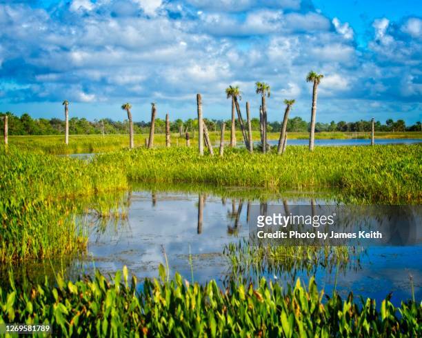 a florida wetland on a sunny day. - viera fl stock pictures, royalty-free photos & images