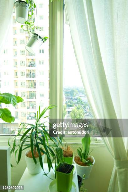 air purifying houseplants suitable for a bedroom with a urban view from the window - dracaena stock pictures, royalty-free photos & images