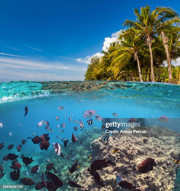 underwater scene with tropical fishes. snorkeling in the tropical sea - mauritius beach stock-fotos und bilder