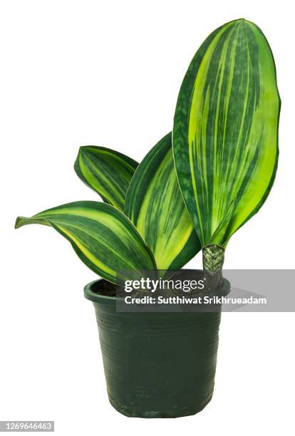 plant sansevieria masoniana variegated - sansevieria stock pictures, royalty-free photos & images