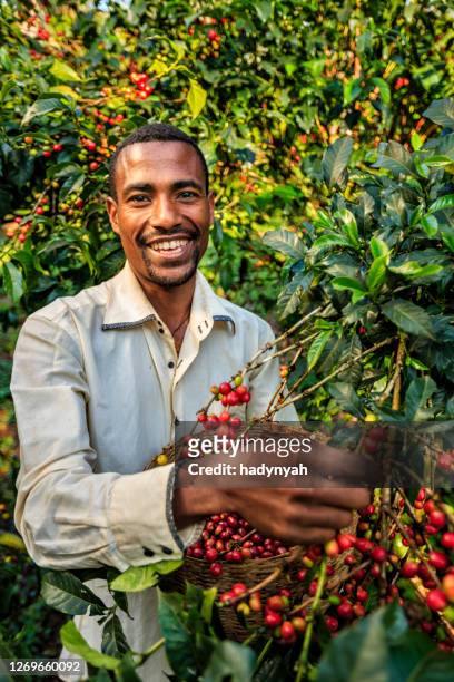 young african man collecting coffee cherries, east africa - ethiopian farming stock pictures, royalty-free photos & images
