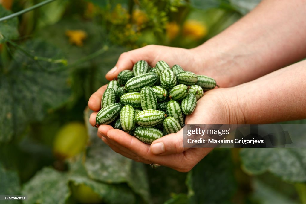 Cucamelon, Melothria scabra or mousemelon, mexican fruit freshly harvested in farmer's hand in summer kitchen garden