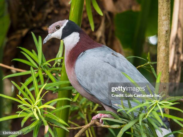 collared imperial pigeon (ducula mulerii) - pigeon ducula stock pictures, royalty-free photos & images