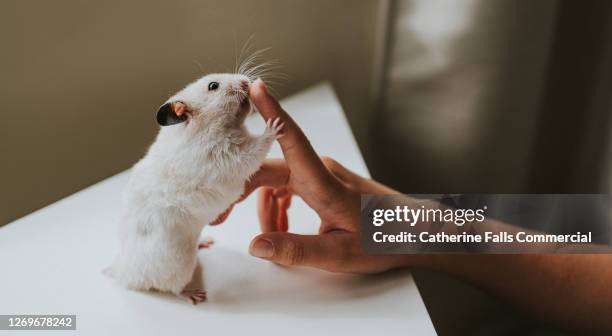 hamster holds on to a child's index finger - cute mouse 個照片及圖片檔