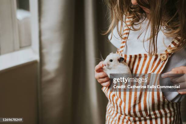girl with a hamster in her pocket - tamdjur bildbanksfoton och bilder