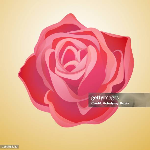 經典綻放紅玫瑰花蕾。 - rose colored 幅插畫檔、美工圖案、卡通及圖標