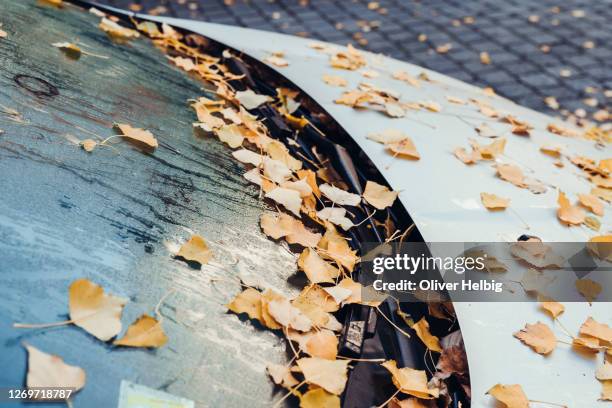 autumn yellow leaves stick on the windshield of a car. autumn mood, close up - car rain stock pictures, royalty-free photos & images