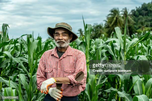 senior farmers working in the corn-field - farmer portrait old stock pictures, royalty-free photos & images
