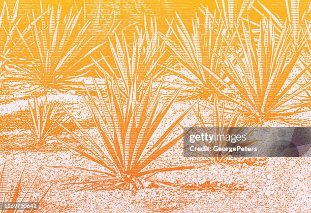 blue agave plant farm - tequila drink stock illustrations