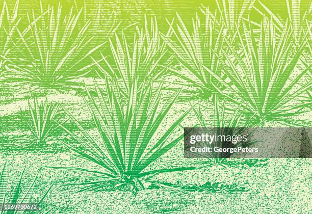 ilustrações, clipart, desenhos animados e ícones de fazenda blue agave plant - tequila jalisco