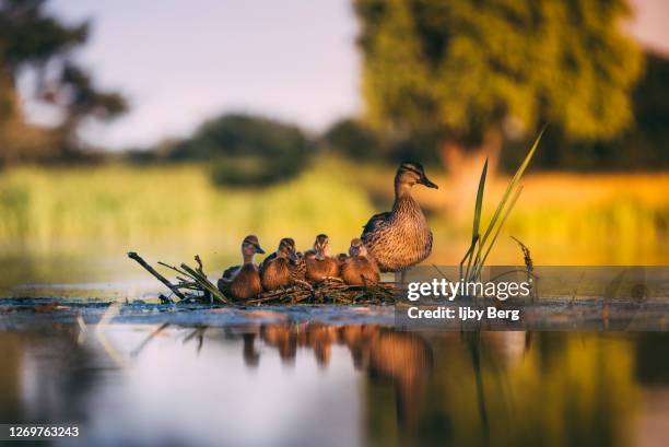 a family of ducks surrounded by water. - duck bird stock pictures, royalty-free photos & images