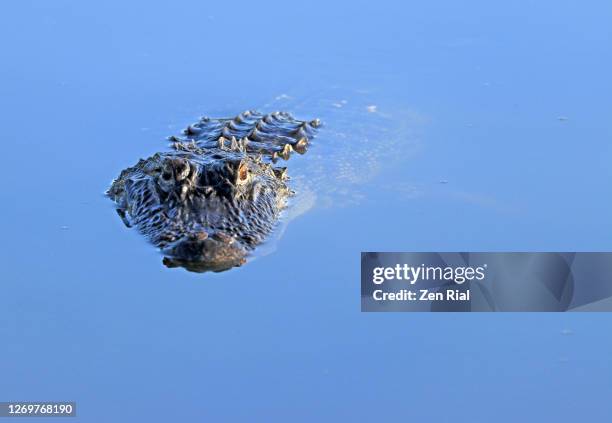 american alligator quietly glides in water in a florida wetland, a natural habitat - florida gators 個照片及圖片檔