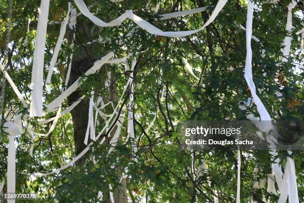 toilet paper hanging in a tree - toilet paper tree 個照片及圖片檔