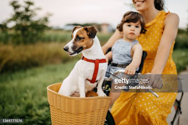 fröhlicher tag in der natur - family dog stock-fotos und bilder
