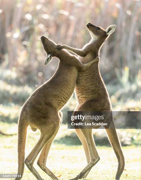 kangaroo males fighting - boxing kangaroo stock pictures, royalty-free photos & images