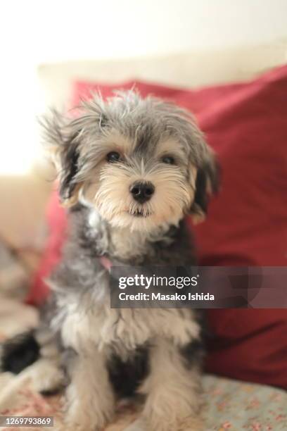 first puppy portrait - portrait of morkie puppy (3 month old puppy) - yorkshire terrier imagens e fotografias de stock