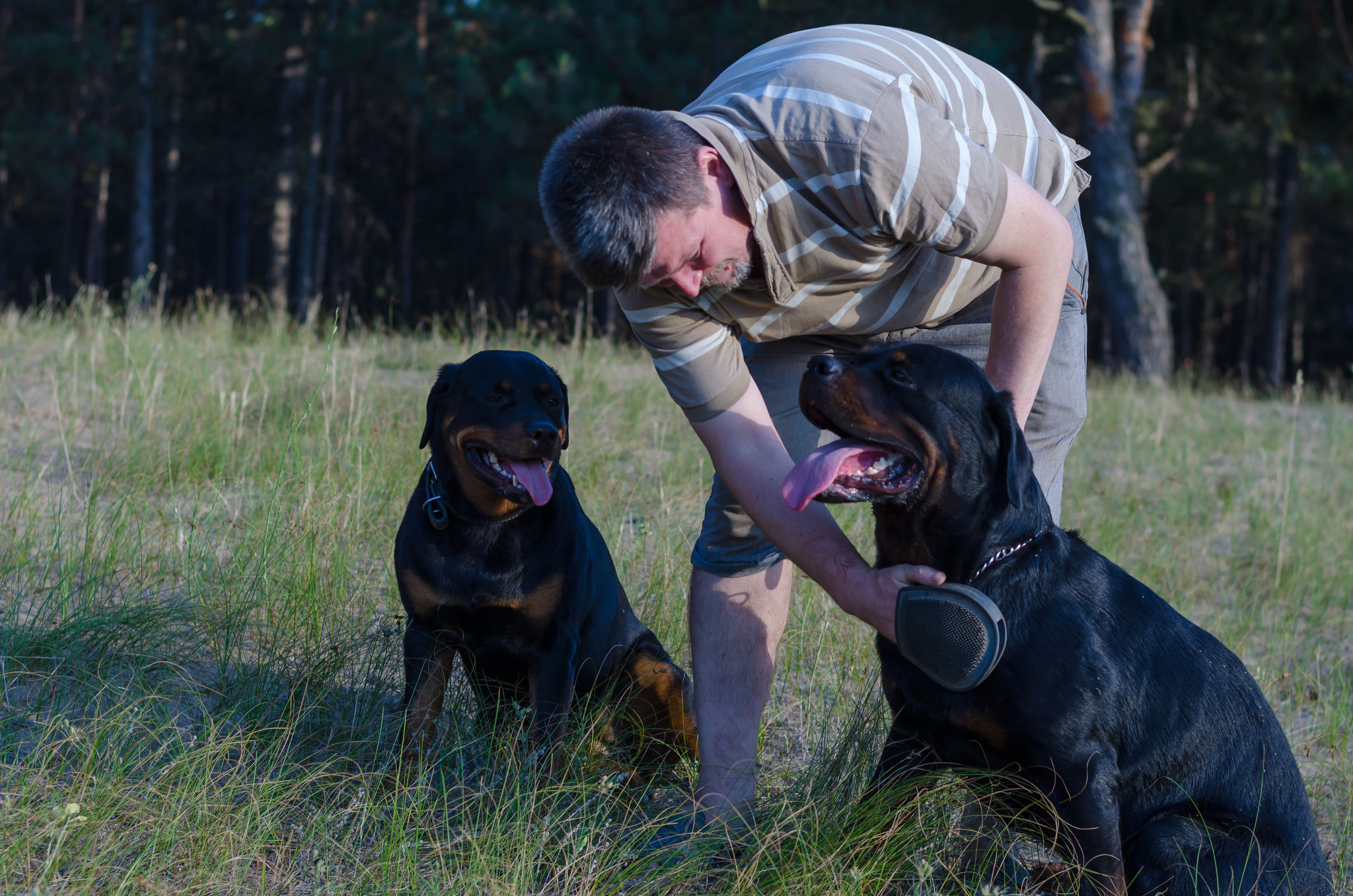 rottweiler grooming