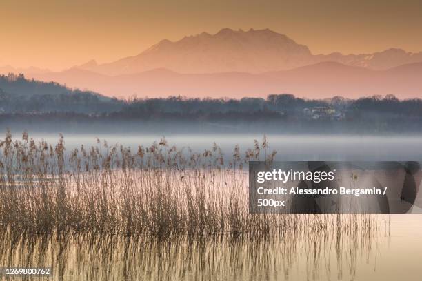 the scenery of wetland - sig bergamin foto e immagini stock