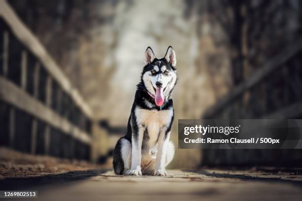 portrait of dog walking on footpath - シベリアンハスキー ストックフォトと画像