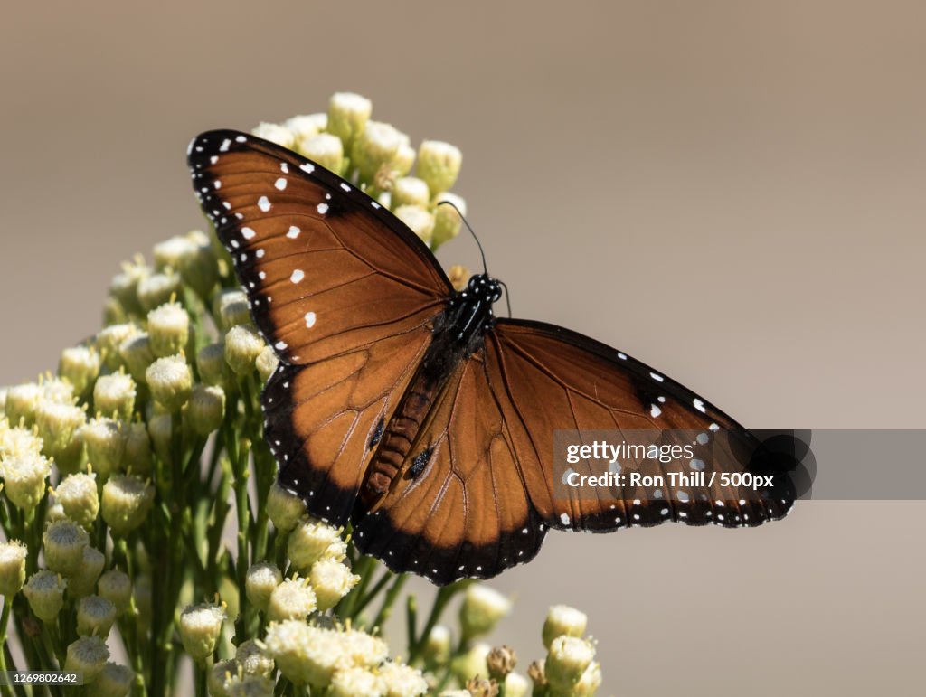 Close-Up Of Butterfly Pollinating On Flower, Rio Rico, United States