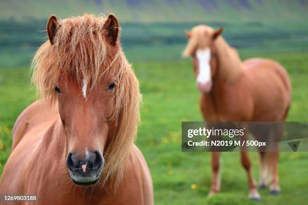 portrait of horses standing on field - 冰島馬 個照片及圖片檔